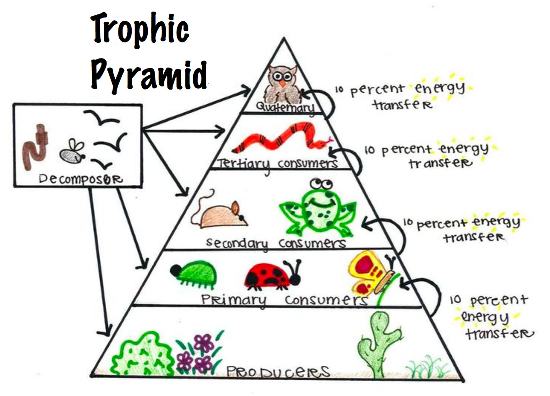 Pyramid Of Food Chain